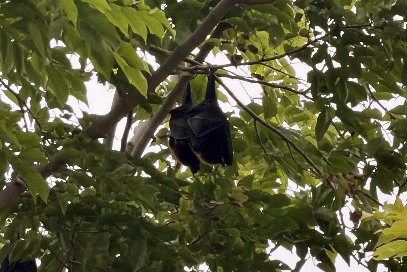 Large fruit bat in a tree at Niva Kurumba Maldives